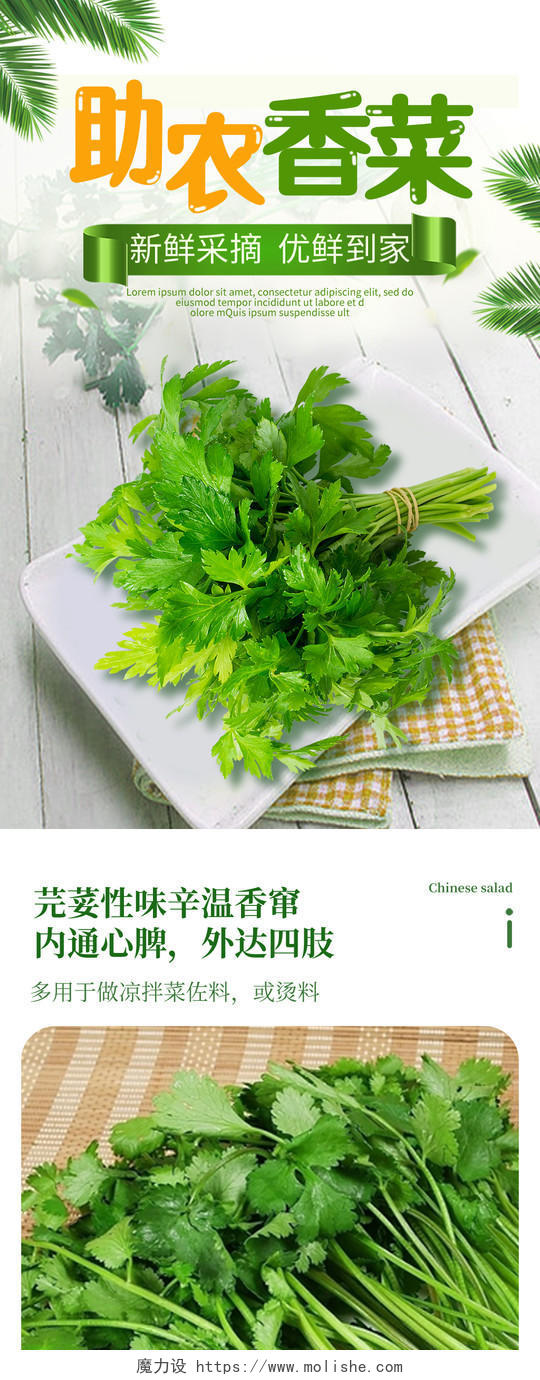 绿色简约时尚助农香菜蔬菜香菜生鲜促销电商蔬菜生鲜香菜详情页